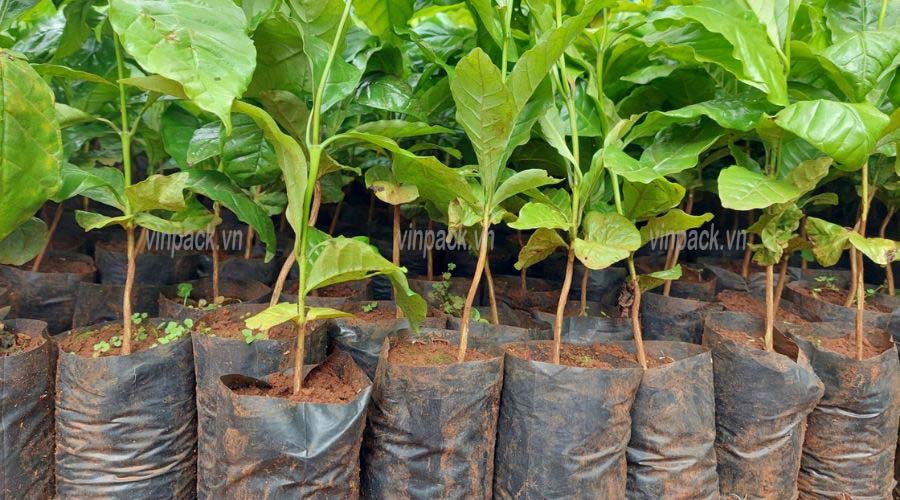 Cà phê giống trồng trong túi ươm cây
