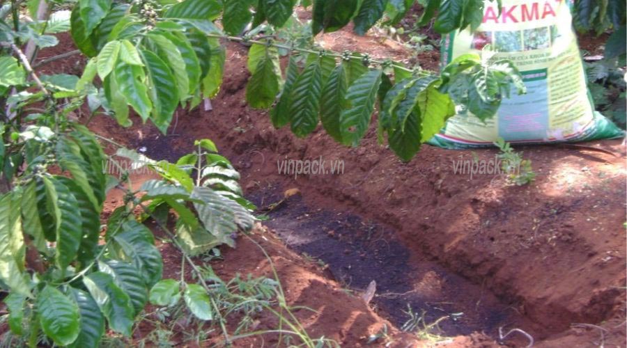 Phân hữu cơ giúp tăng mùn cho đất trồng cây cà phê