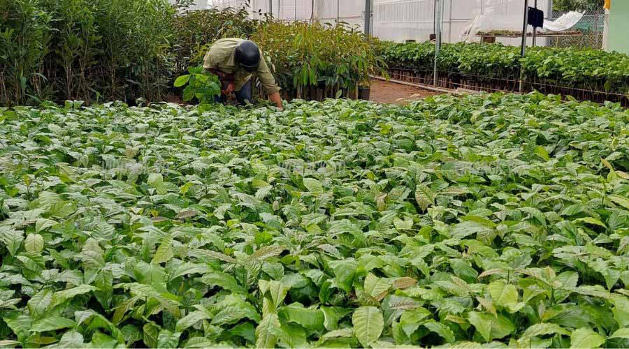 Phân vô cơ giúp cây cà phê giống phát triển tốt