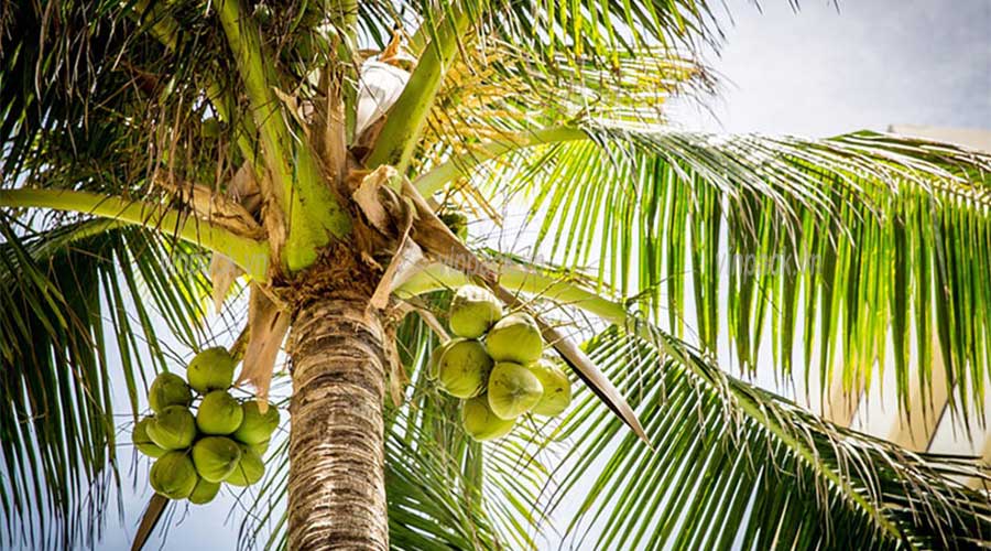 Túi ươm cây, túi trồng cây, trồng dừa