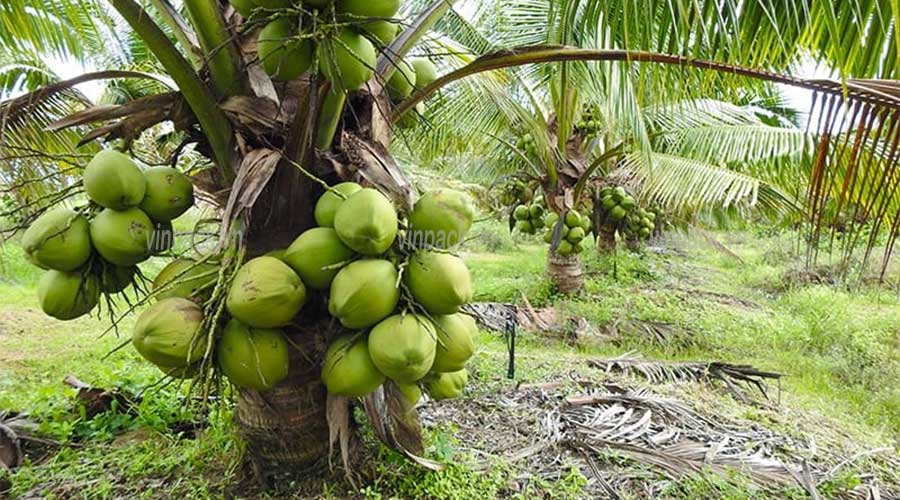 Túi ươm cây, túi trồng cây, trồng dừa