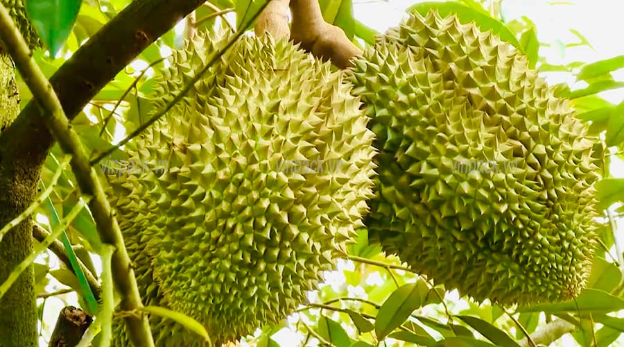 túi ươm cây, túi trồng cây, trồng cây sầu riêng