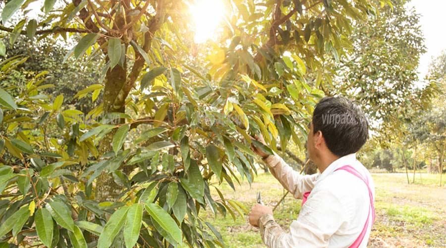 túi ươm cây, túi trồng cây, trồng cây sầu riêng
