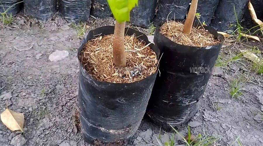 túi ươm cây, túi trồng cây, trồng cây sầu riêng