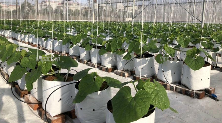Lợi Ích Của Túi Trồng Cây Nhằm Tăng Năng Suất Cây Trồng