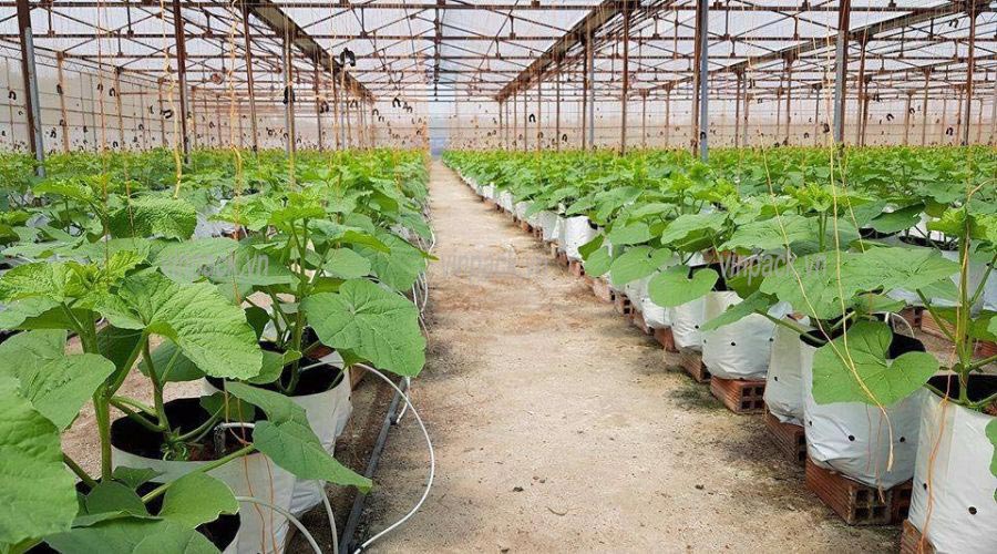 Lợi Ích Của Túi Trồng Cây Nhằm Tăng Năng Suất Cây Trồng