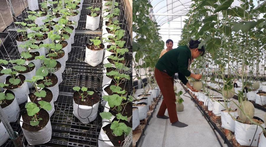 Lợi Ích Của Túi Trồng Cây Nhằm Tăng Năng Suất Cây Trồng