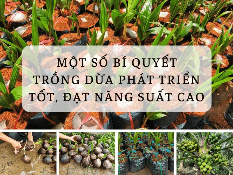 Một Số Bí Quyết Trồng Dừa Phát Triển Tốt, Đạt Năng Suất Cao
