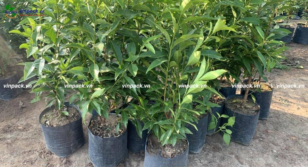 Hình ảnh túi ươm cây thực tế