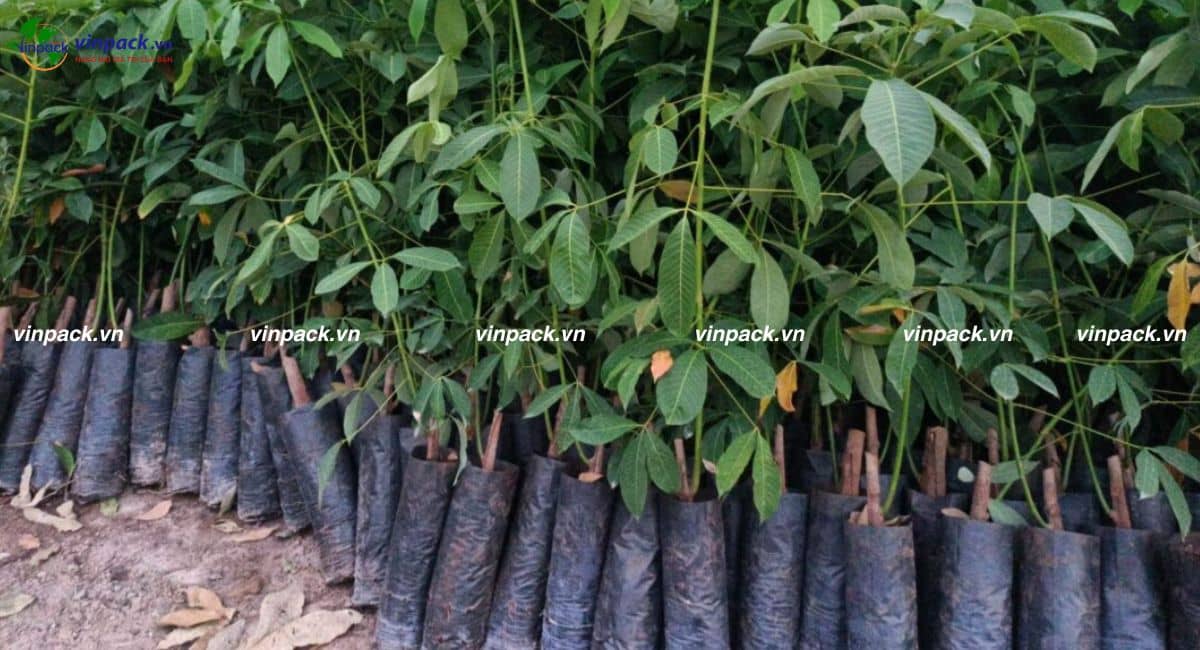 Mẫu túi ươm trồng cây cao su