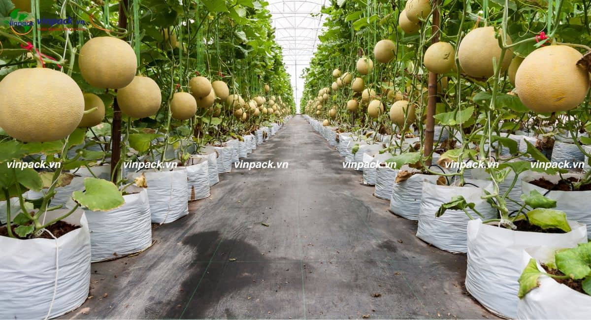 Mẫu túi ươm cây dưa lưới