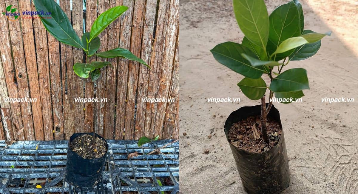 Mẫu túi ươm cây mít