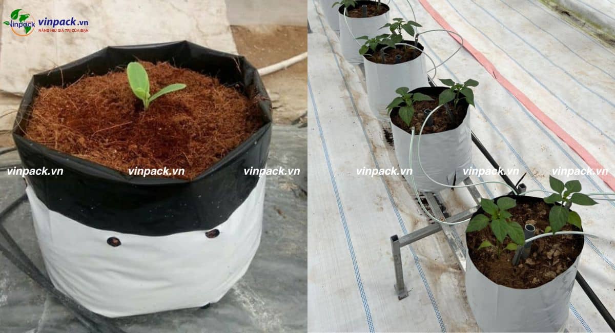 Mẫu túi ươm cây 2 da