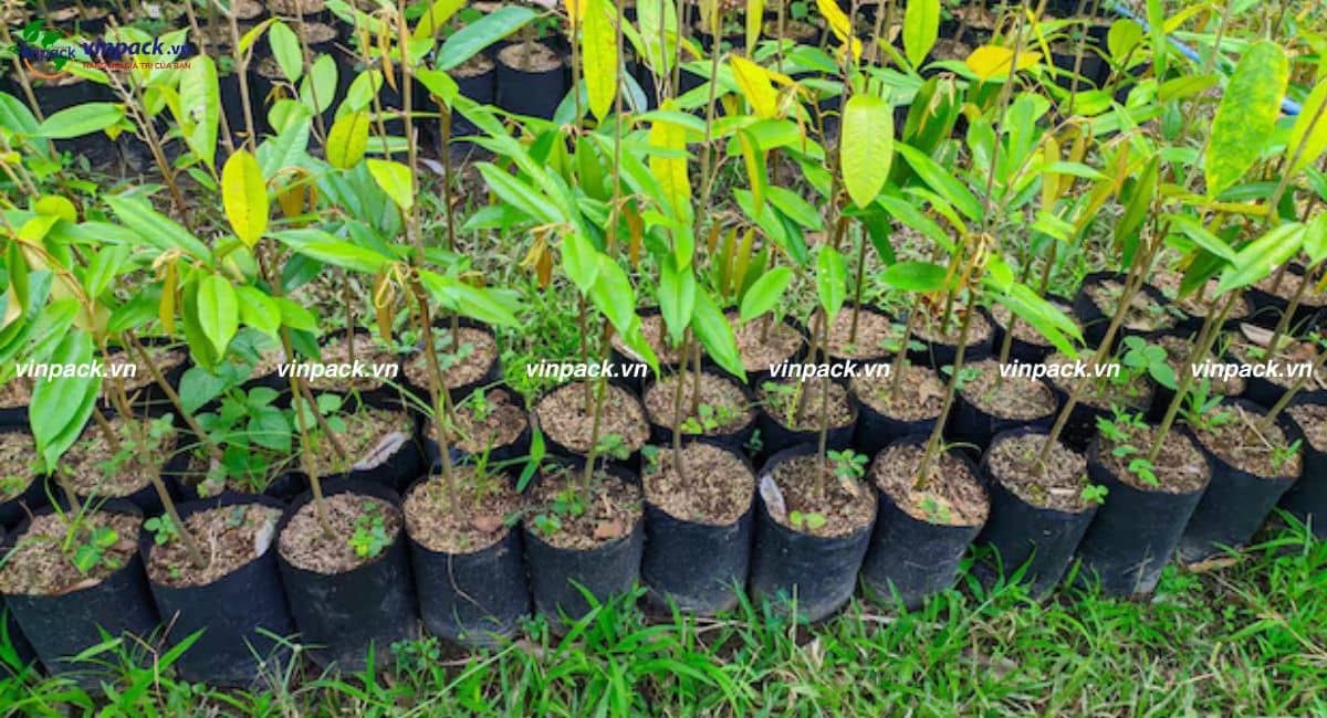 Mẫu túi ươm cây sầu riêng