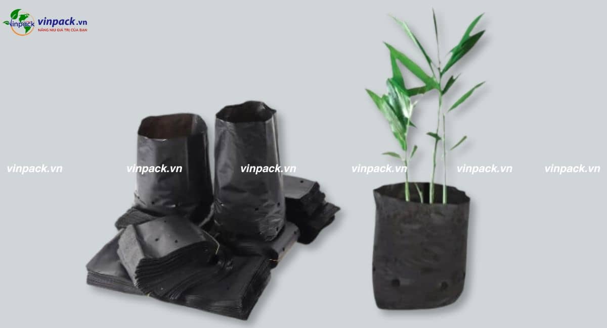 Mẫu túi ươm cây trồng gừng