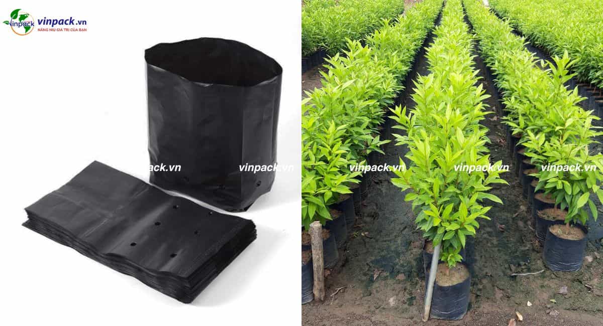 Túi trồng cây vối ngoài vườn ươm
