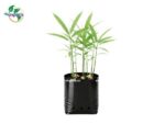 Túi bầu trồng cây gừng