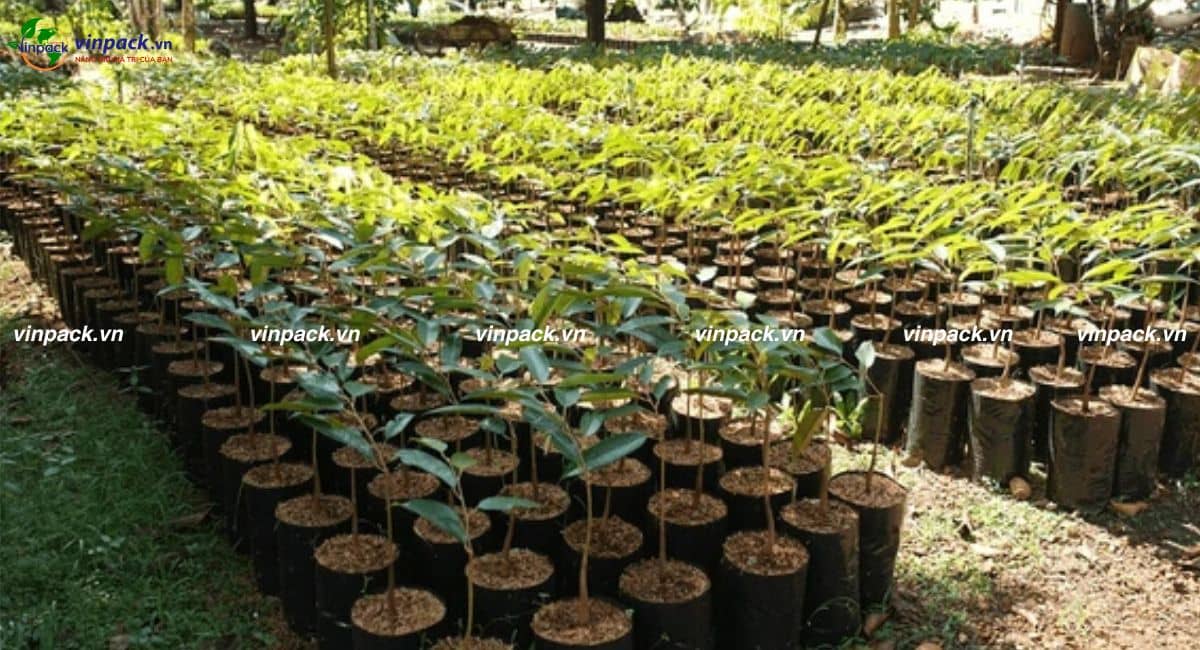 Túi bầu trồng cây sầu riêng số lượng lớn