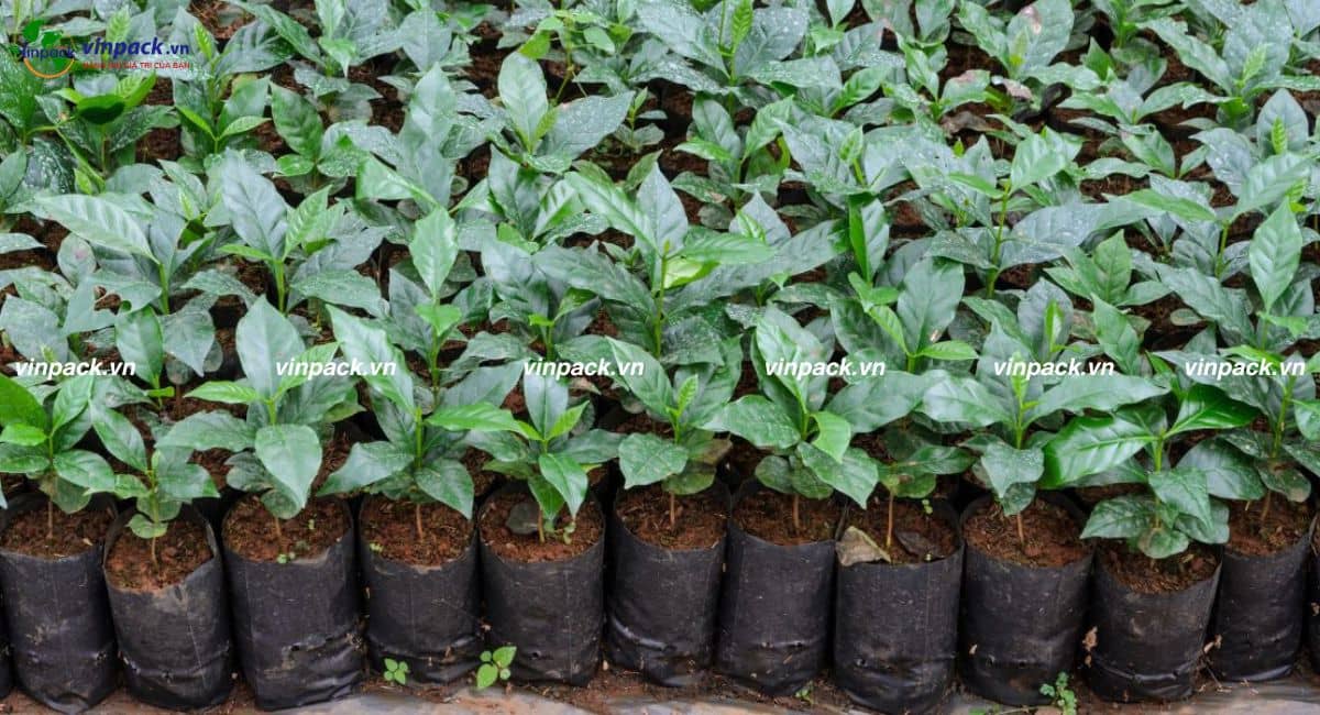 Túi ươm cà phê ngoài vườn