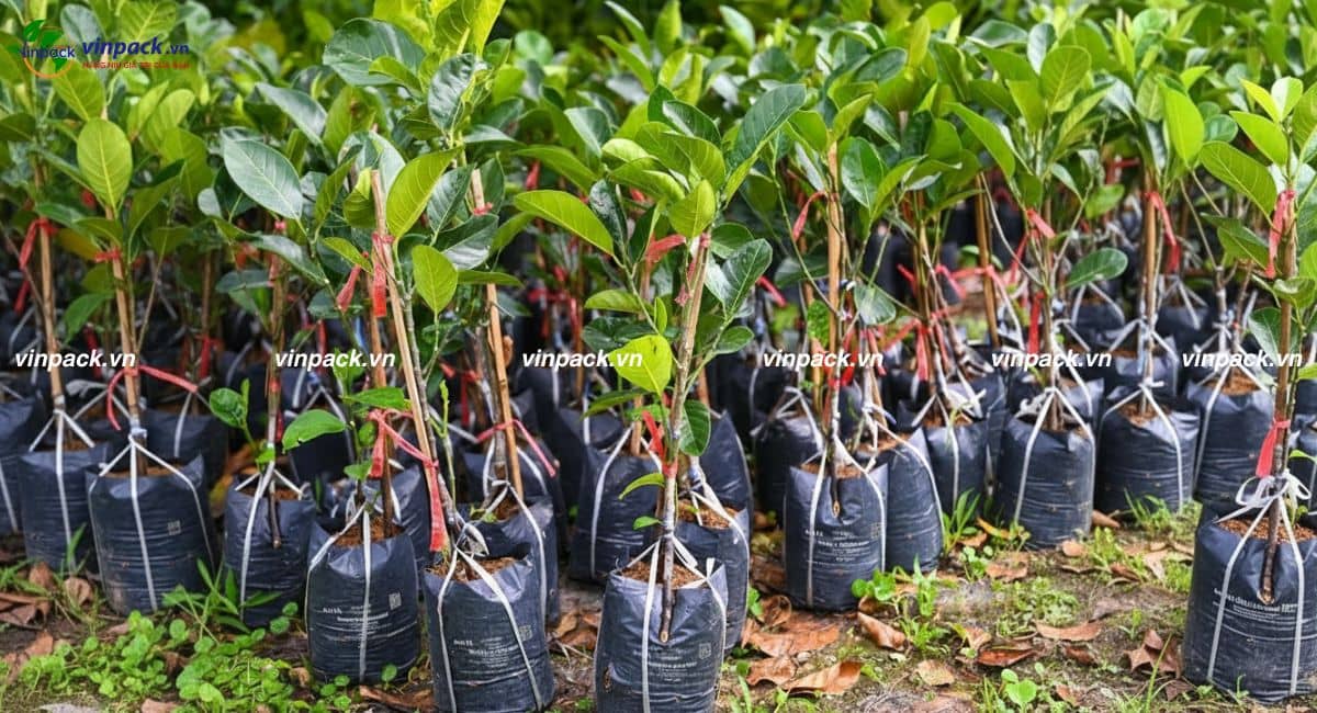 Loại túi ươm cây sinh học ngoài vườn