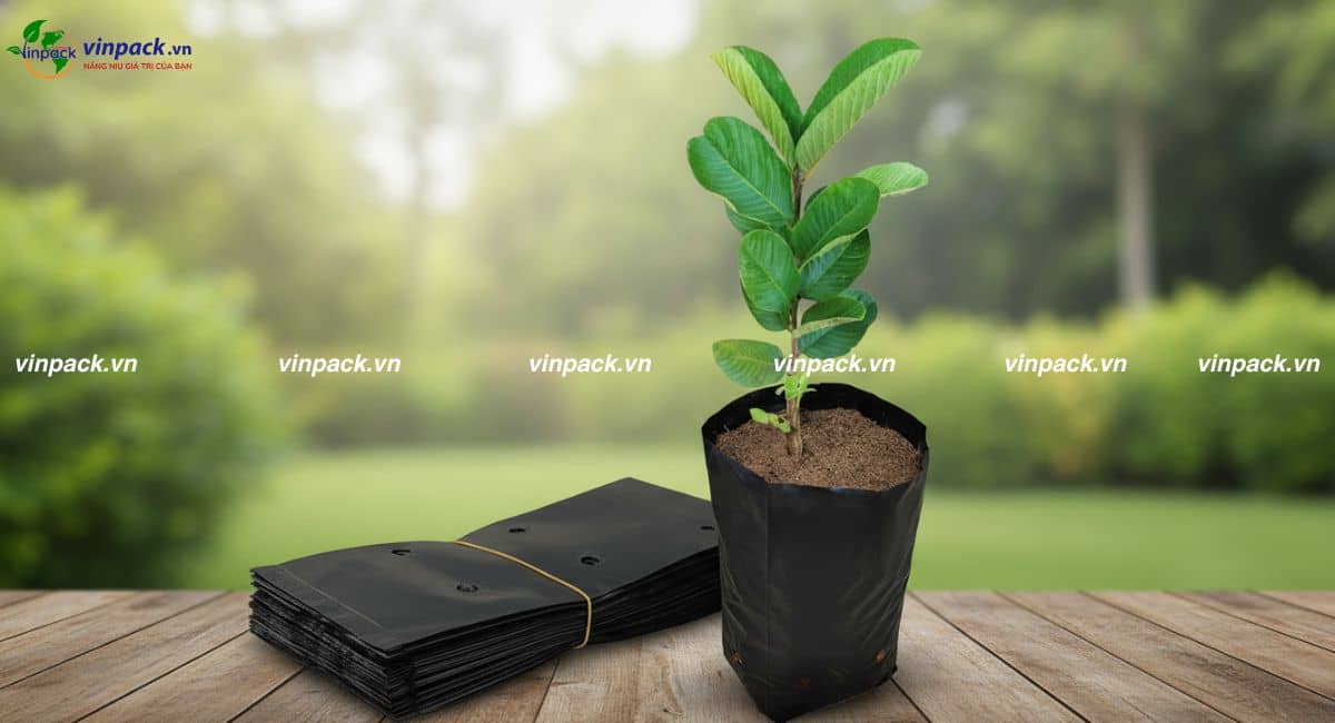 Mẫu túi ươm cây tự hủy