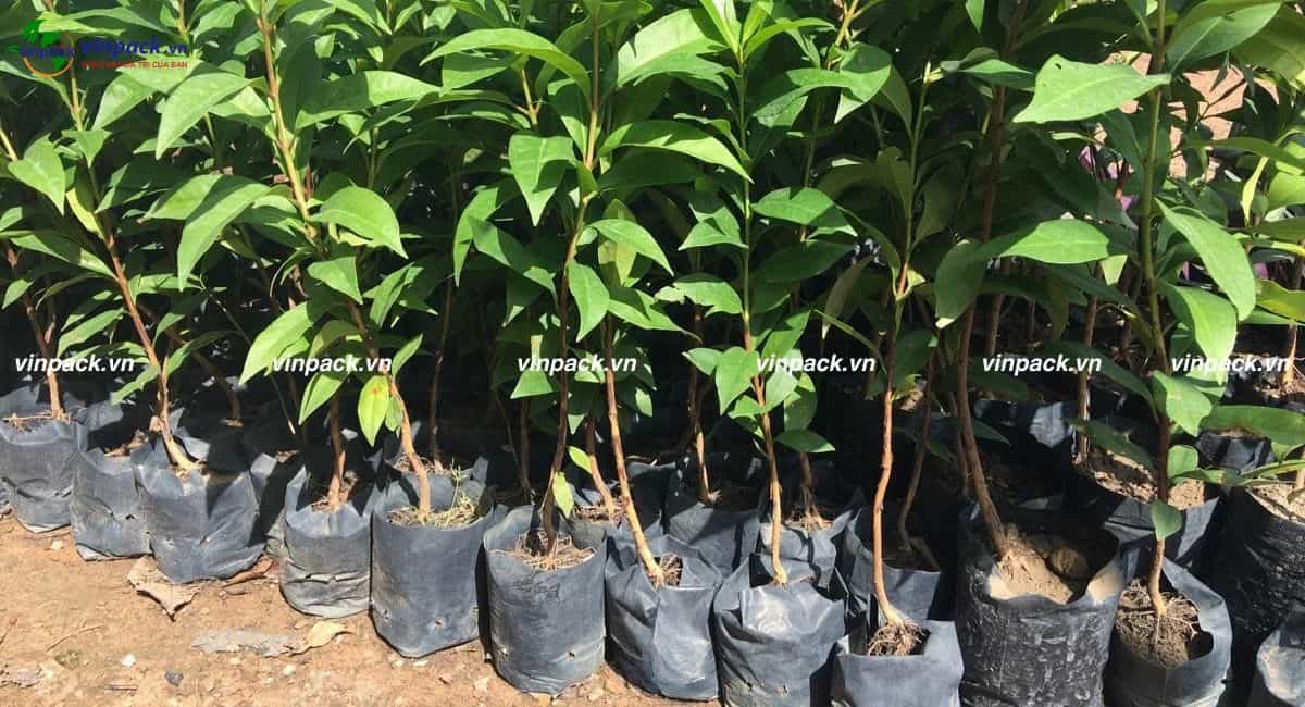 Túi bầu ươm cây vối thực tế