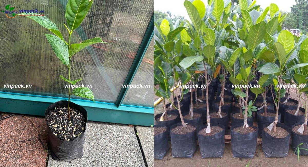 Túi bầu ươm cây mít ngoài vườn