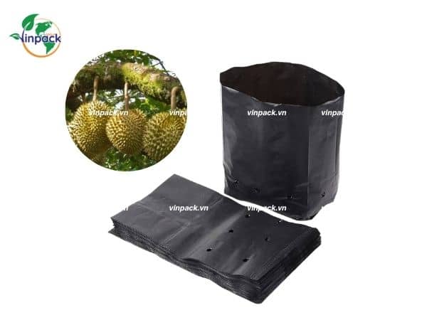 Túi ươm cây sầu riêng