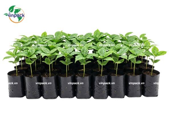 Túi trồng cây giống cà phê Túi trồng cây cà phê ngoài vườn