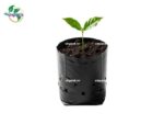 Túi trồng cây cà phê Vinpack