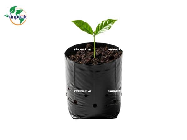 Túi trồng cây cà phê