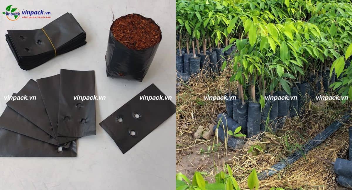Túi trồng cây cao su ngoài thực tế