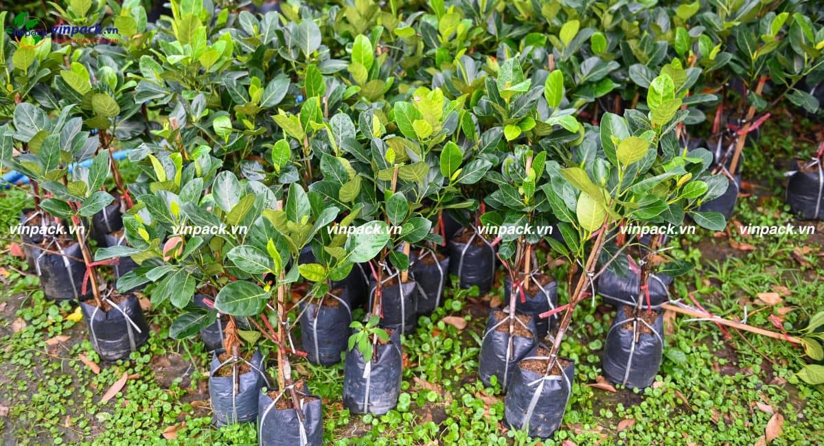 Túi trồng cây mít số lượng lớn