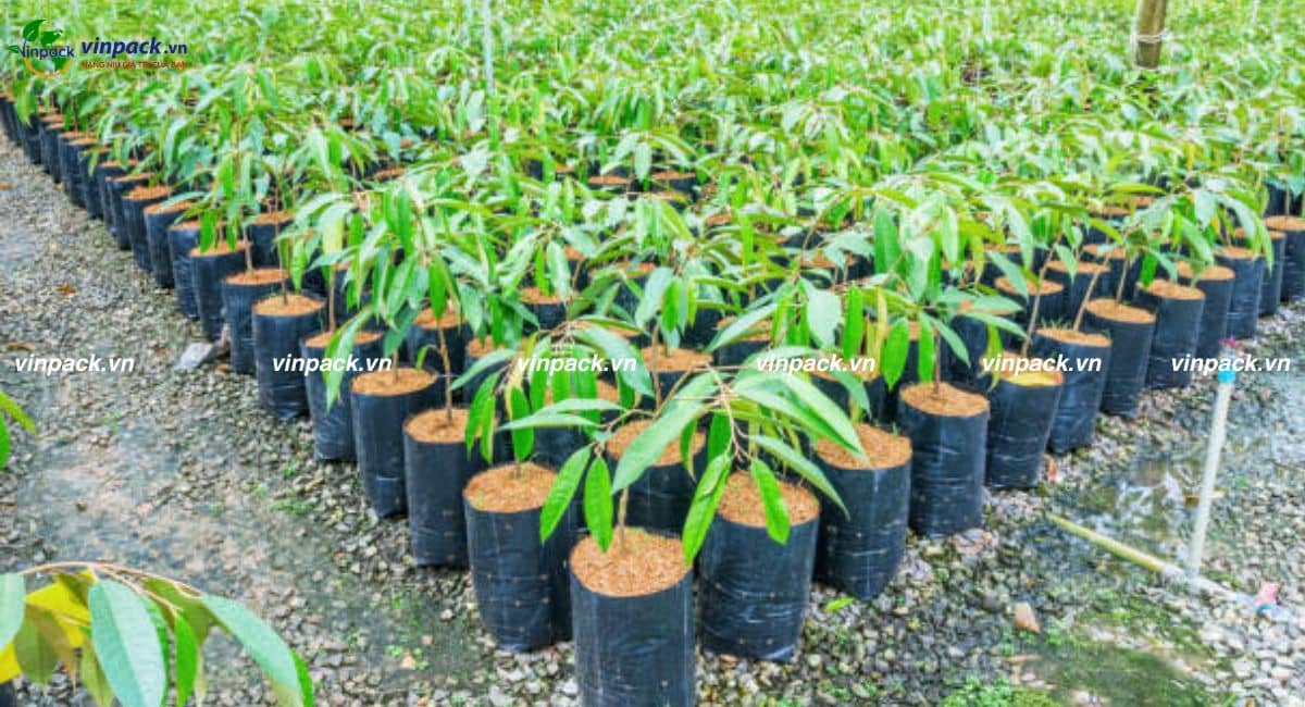 Túi trồng cây sầu riêng tại vườn ươm