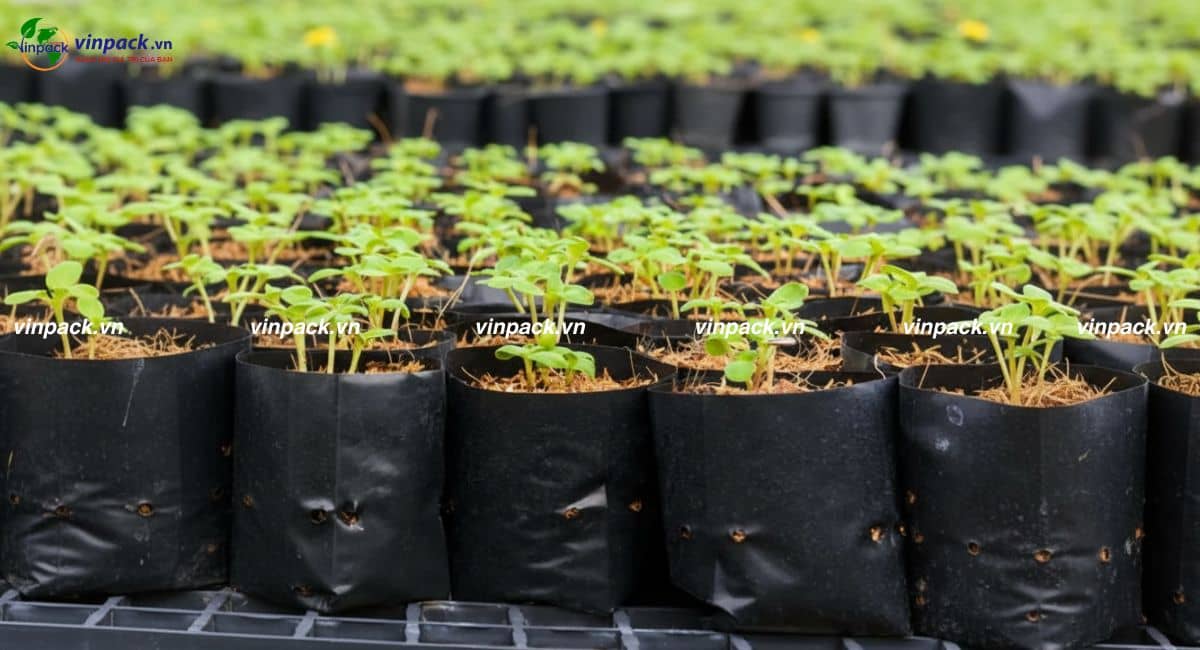 Túi trồng cây sinh học loại nhỏ