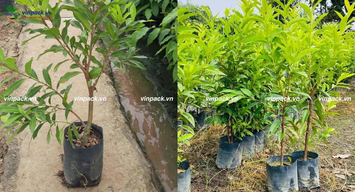 Túi trồng cây vối