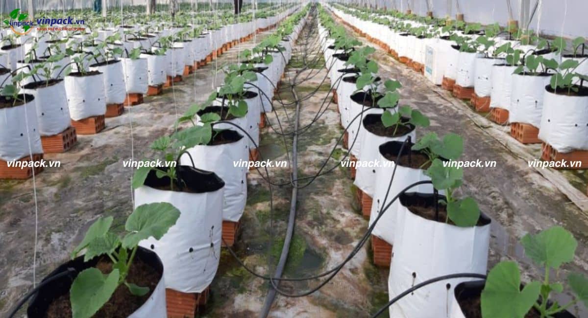 Mẫu túi trồng dưa lưới trong trang trại