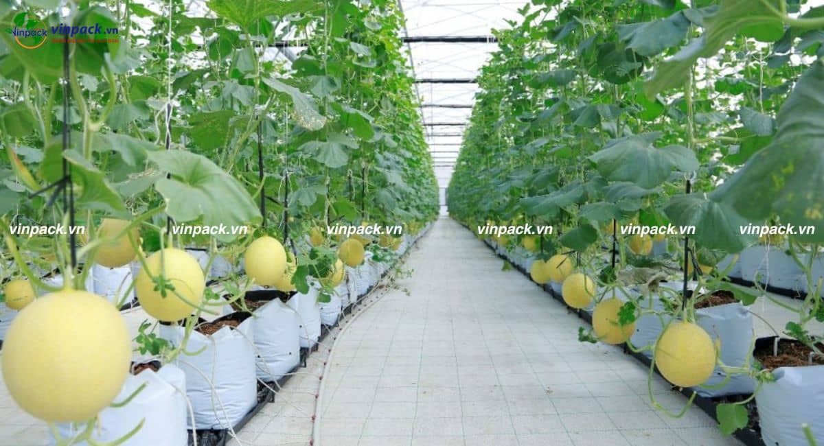 Mẫu túi ươm cây dưa lưới trong giai đoạn ra trái