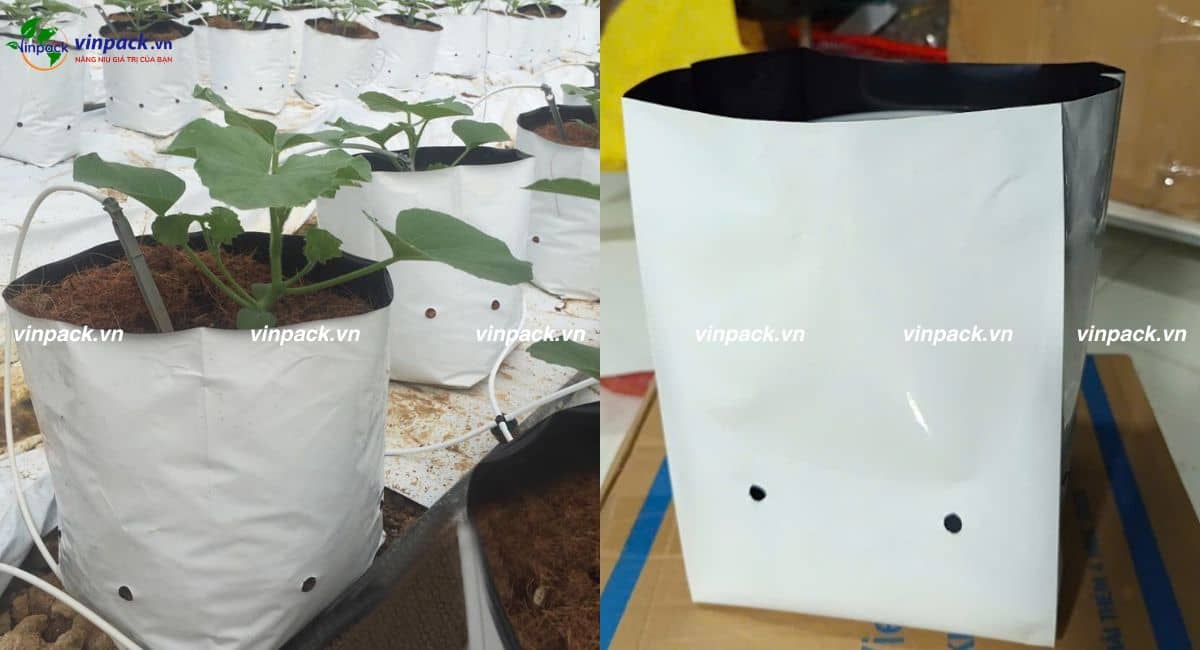 Túi trồng dưa lưới số lượng lớn