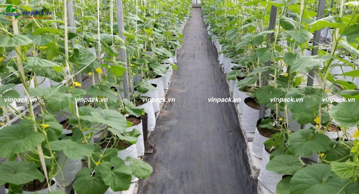 Mẫu túi trồng dưa lưới nông nghiệp
