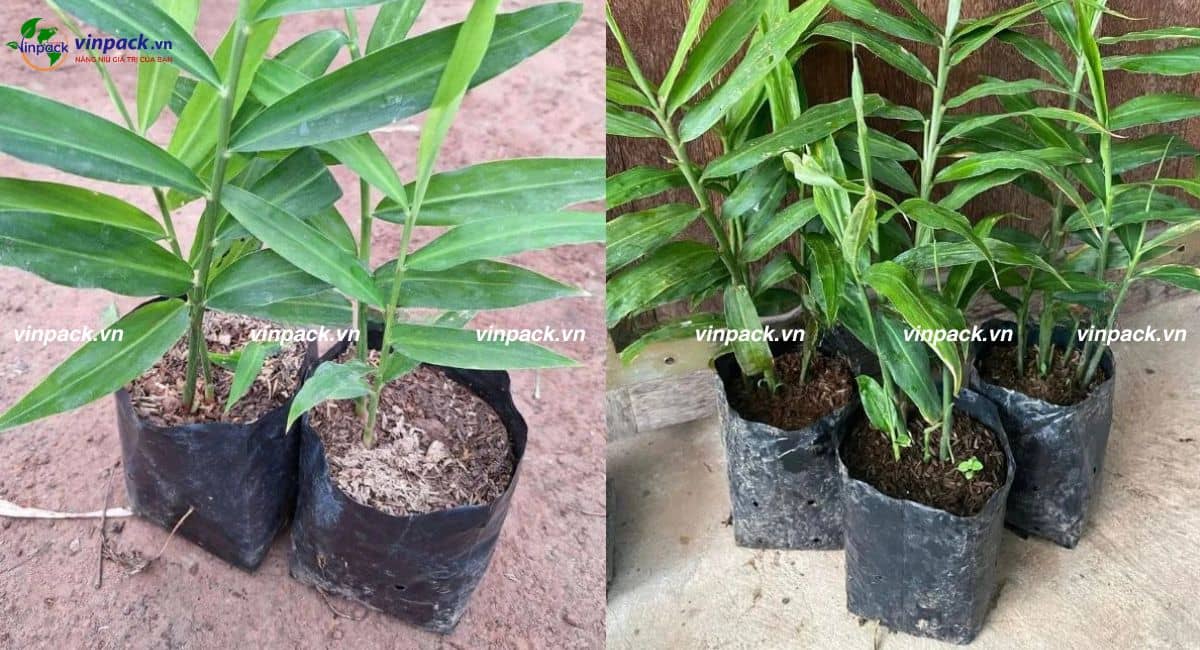 Túi ươm gừng chất liệu PE