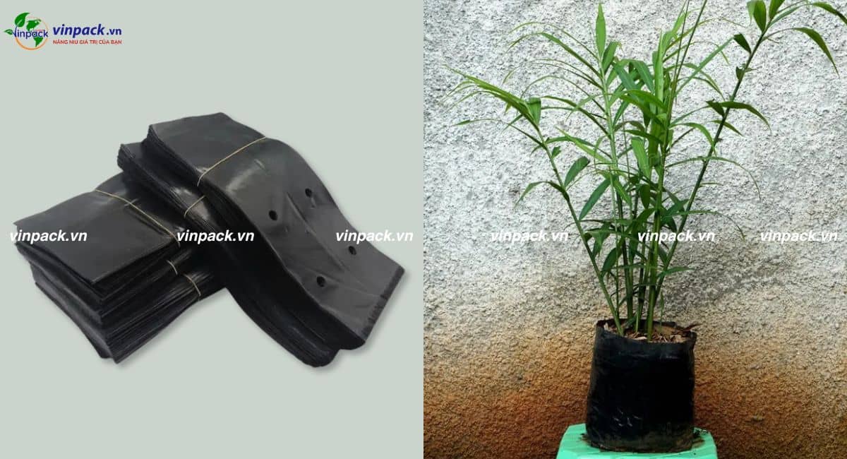 Mẫu túi trồng ươm 