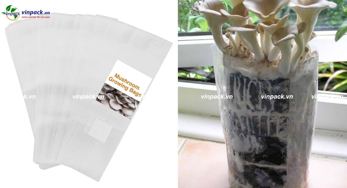 Mẫu túi trồng nấm bào ngư