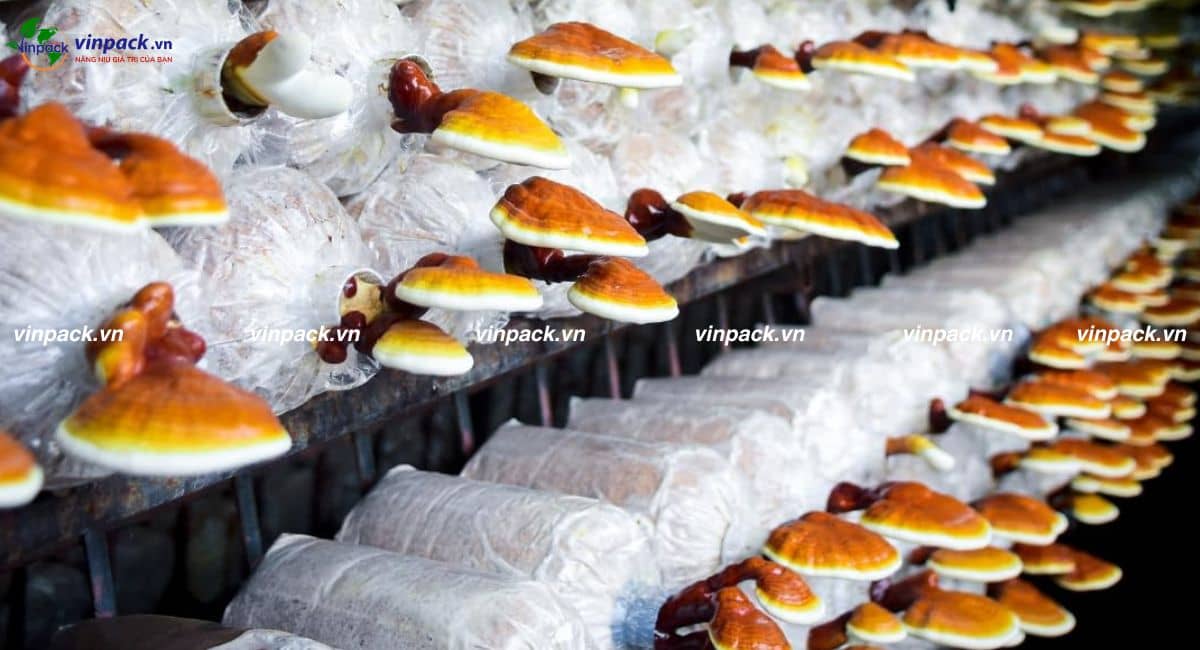 Mẫu túi trồng nấm linh chi