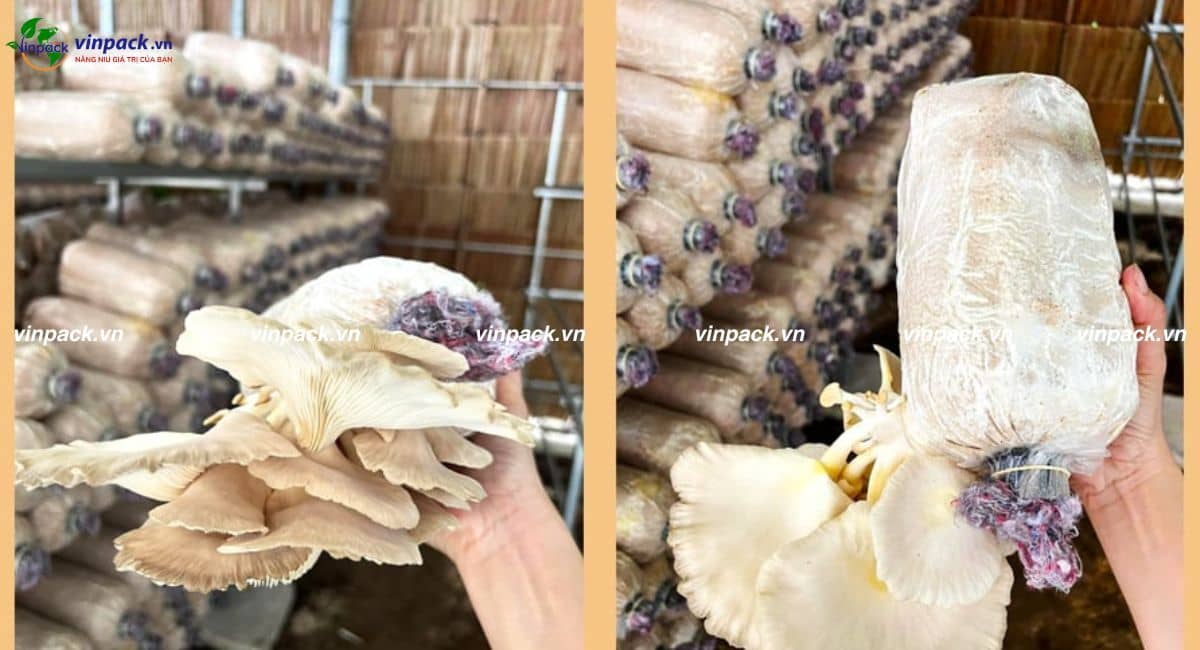 Mẫu túi trồng nấm sò