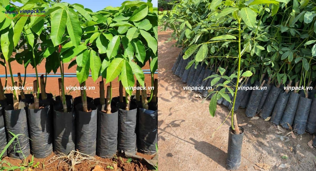 Túi ươm cây cao su giai đoạn cây phát triển