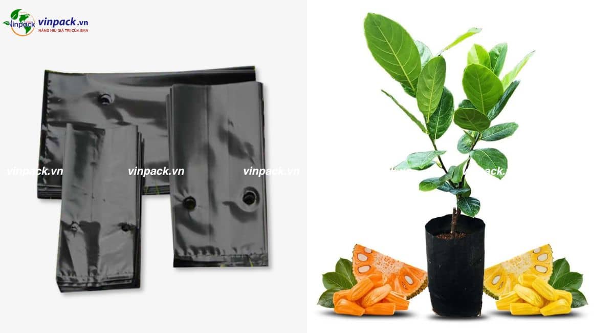 Túi ươm cây mít nhiều kích thước