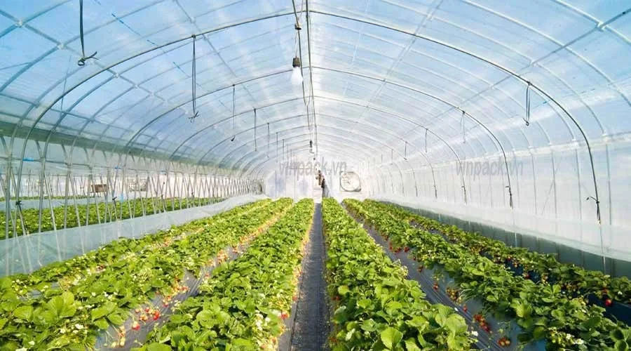 Cuộn PE trong sử dụng dùng làm nhà kính