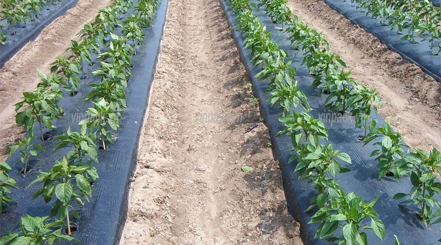 Màng cuộn PE phủ trong việc trồng cây