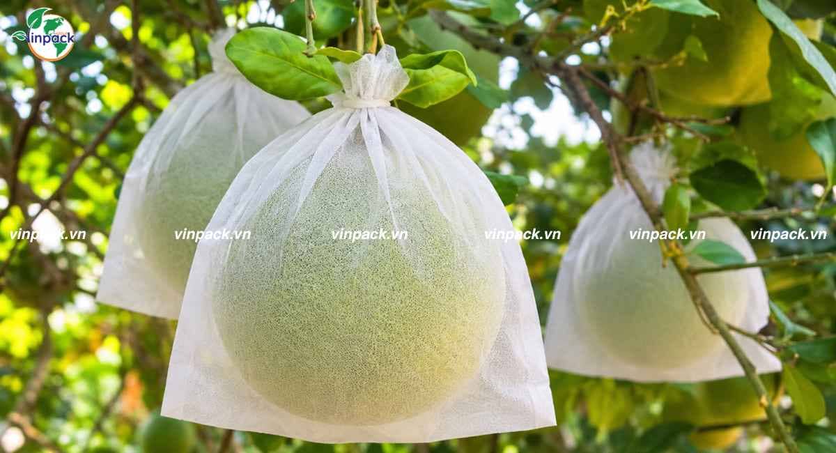 Mẫu túi vải không dệt bọc bưởi